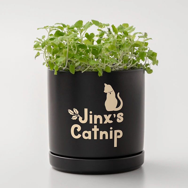 Cricuit Joy Xtra™ Removable Smart Vinyl™ Classics Sampler, 3ct.