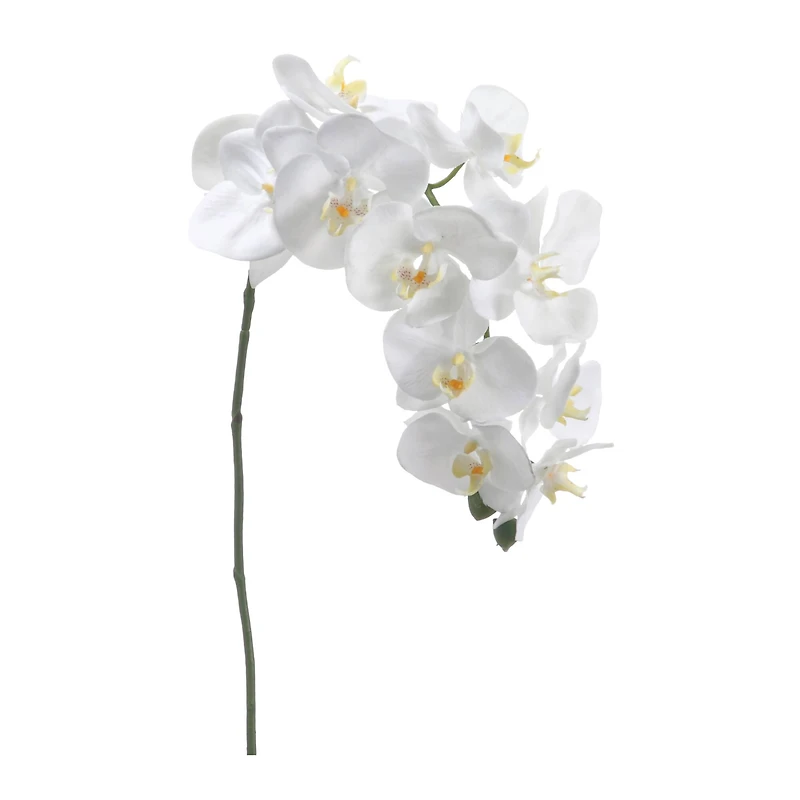 24 Pack: Cream Moth Orchid Spray