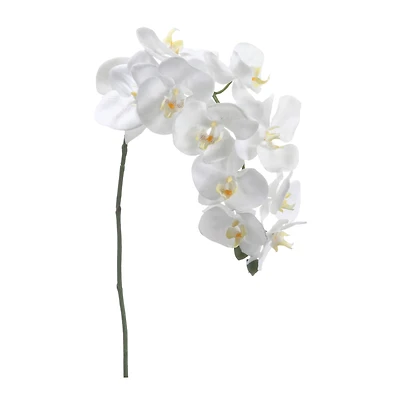 Cream Phalaenopsis Orchid Spray