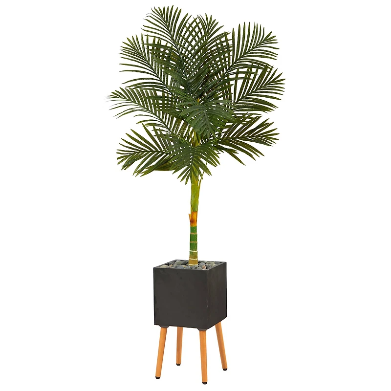 6ft. Golden Cane Palm Tree in Black Planter with Stand
