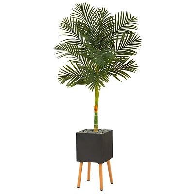 6ft. Golden Cane Palm Tree in Black Planter with Stand
