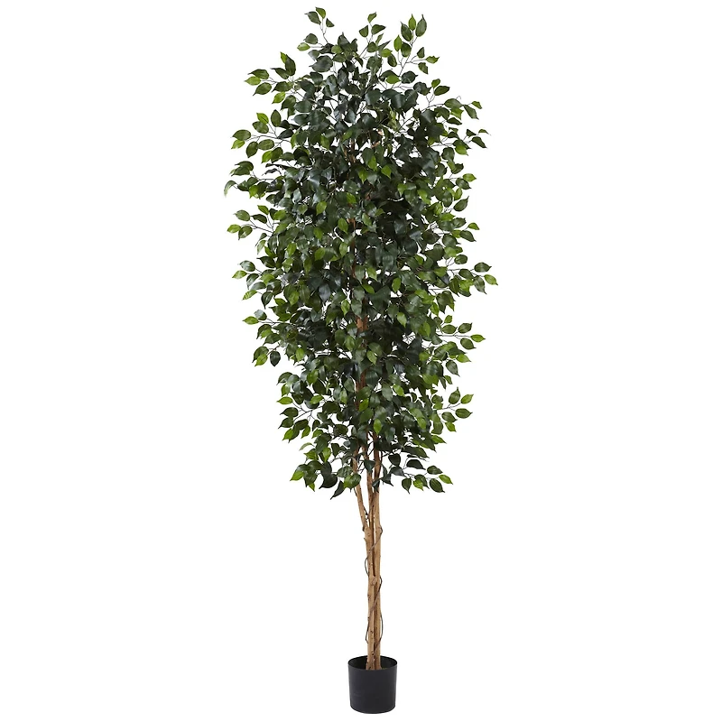 8ft. Potted Ficus Tree