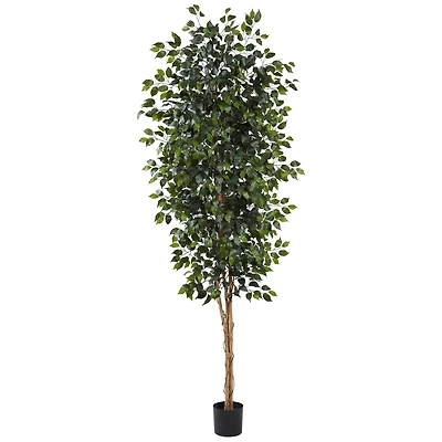 8ft. Potted Ficus Tree