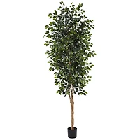 8ft. Potted Ficus Tree