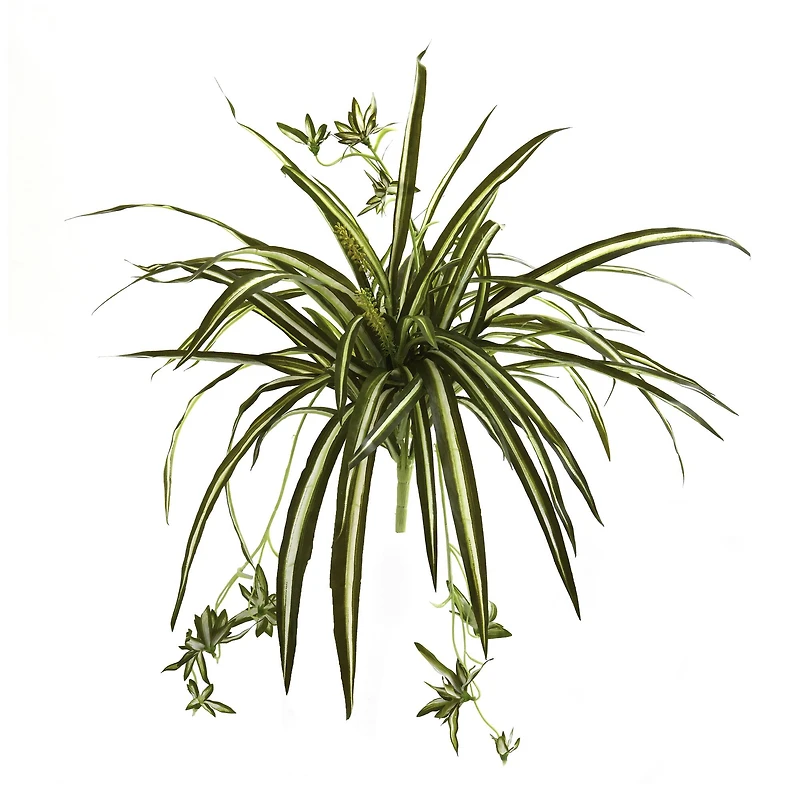 23" Spider Plant Bush, 4ct.