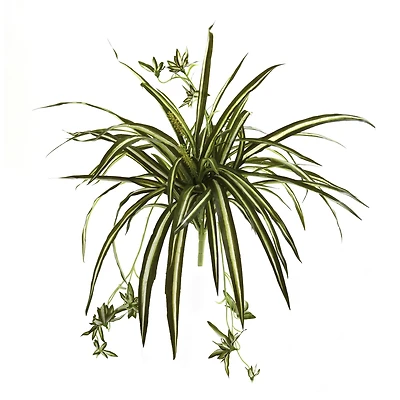 23" Spider Plant Bush, 4ct.