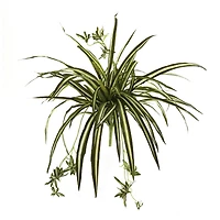 23" Spider Plant Bush, 4ct.