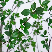 10ft. Minimalist Citrus Artificial Tree