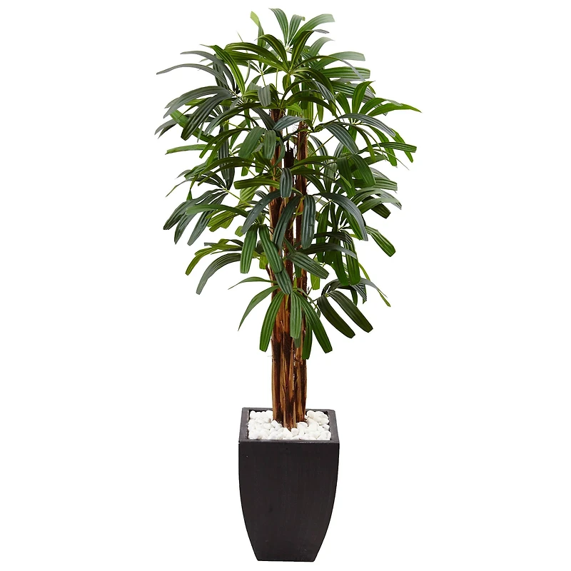 5.5ft. Potted Raphis Palm Tree in Black Decorative Planter