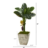 3ft. Banana Tree in Country White Planter