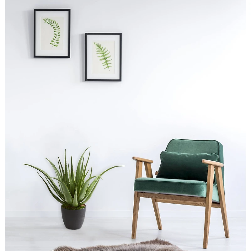 2ft. Potted Aloe Plant