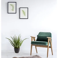 2ft. Potted Aloe Plant