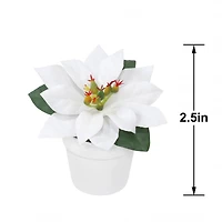 2.5" Premade White Velvet Poinsettia in White Terracotta Pot by Ashland®