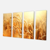Designart - Ears of Golden Wheat Close up