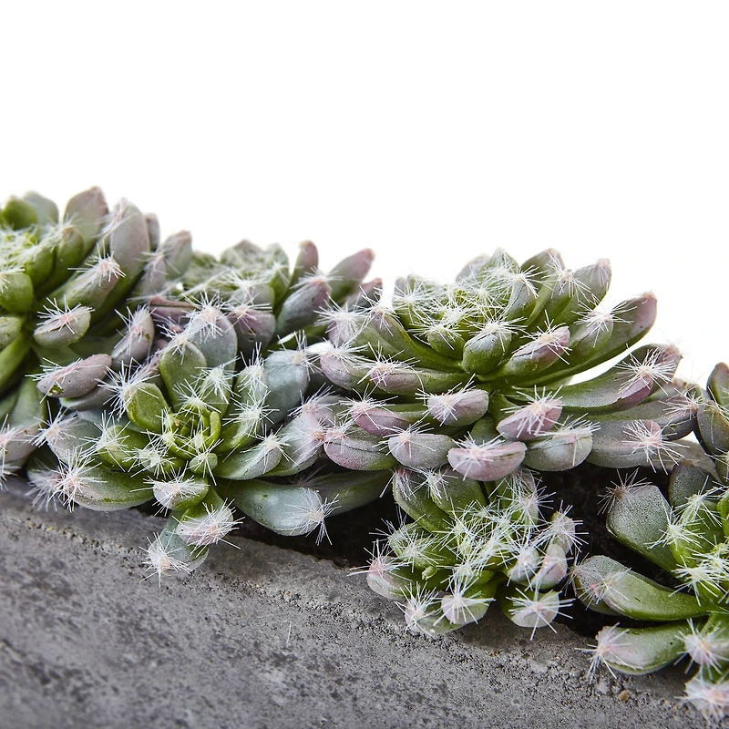 13.5" Succulent Garden with Textured Concrete Planter