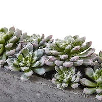 13.5" Succulent Garden with Textured Concrete Planter