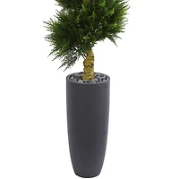 6ft. Spiral Cypress Tree in Cylinder Planter