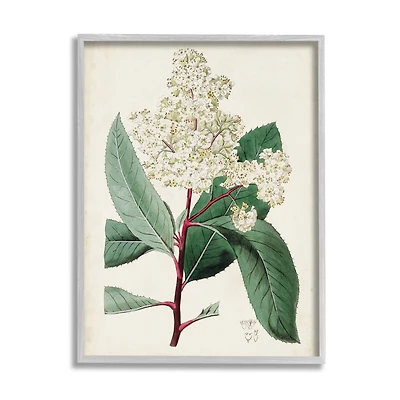 Stupell Industries Vintage Garden Study Red Stem Floral Plant in Frame Wall Art
