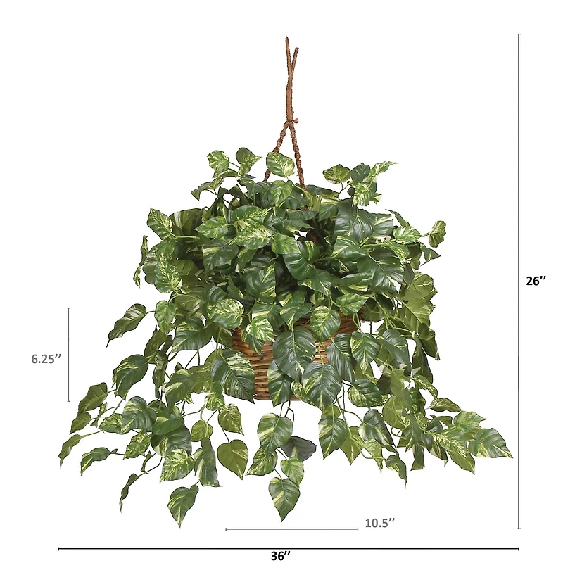 2ft. Pothos In Hanging Basket