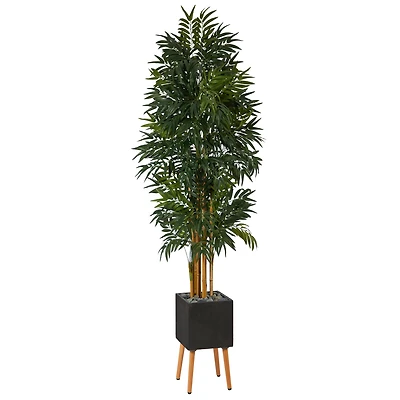 6.5ft. Phoenix Palm Tree in Black Planter with Stand