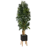 6.5ft. Phoenix Palm Tree in Black Planter with Stand