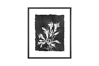 Hello Honey® Black and White Botanical Print Wall Décor with Glass and Wood Frame Set