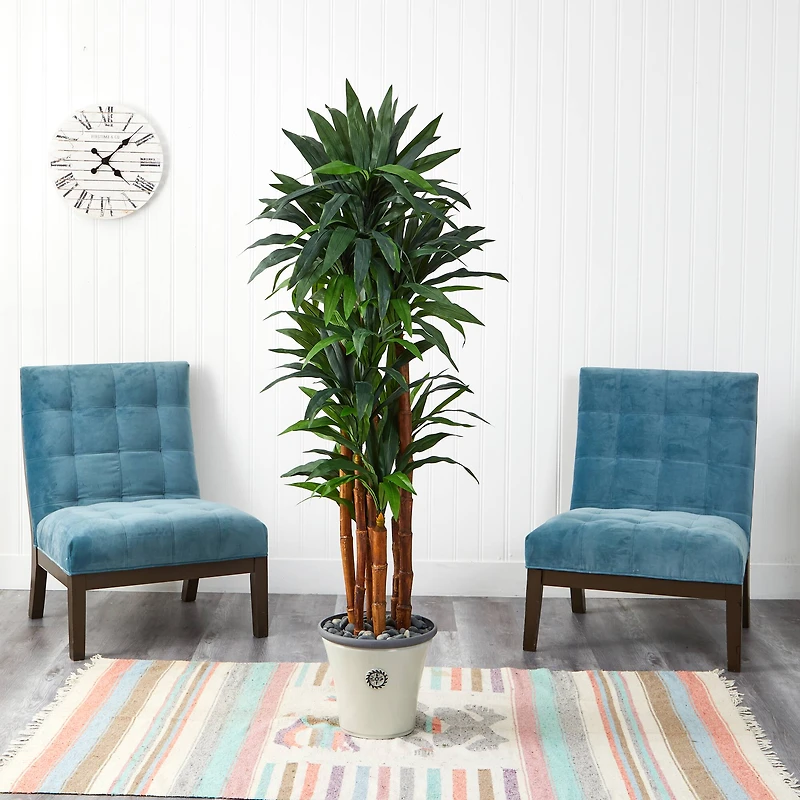 5.5ft. Dracaena Tree in Decorative Planter