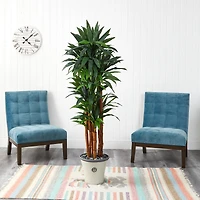5.5ft. Dracaena Tree in Decorative Planter