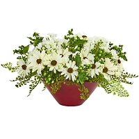10" Cream Daisy Arrangement in Red Vase