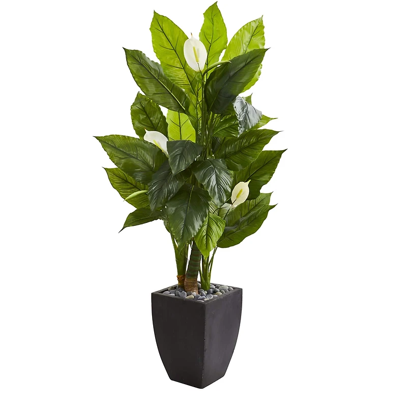 5ft. Peace Lily Plant in Black Planter