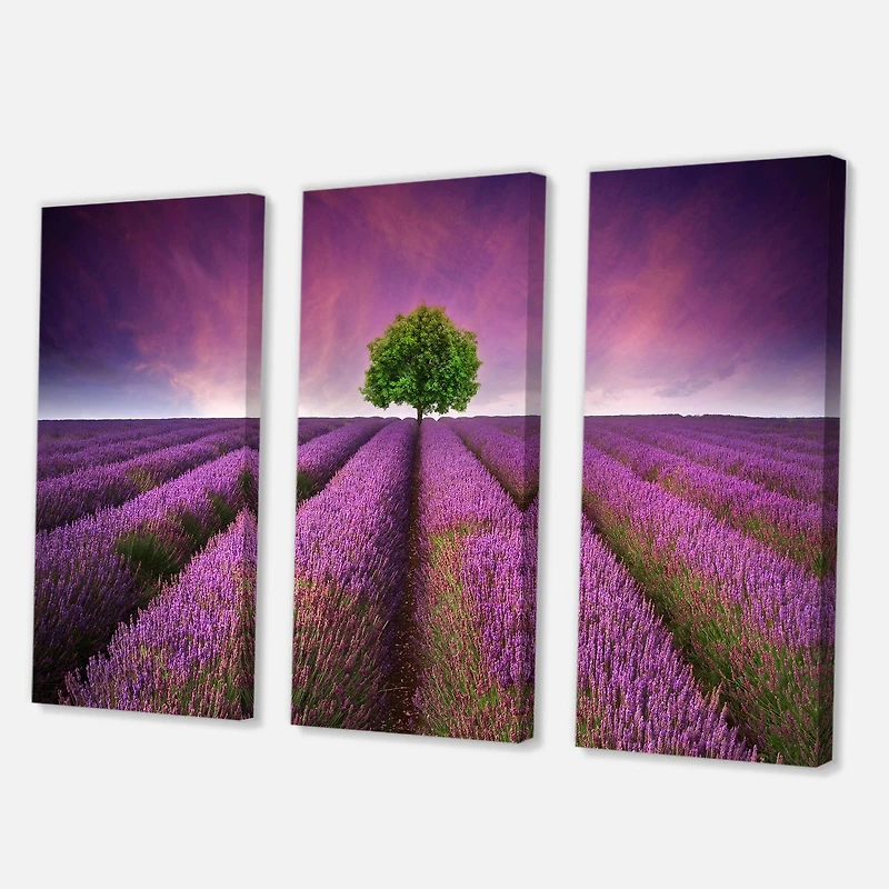 Designart - Stunning Lavender Field Summer Sunset With Tree