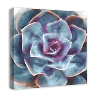 Purple And Teal Succulent 20" x 20" Canvas Wall Art