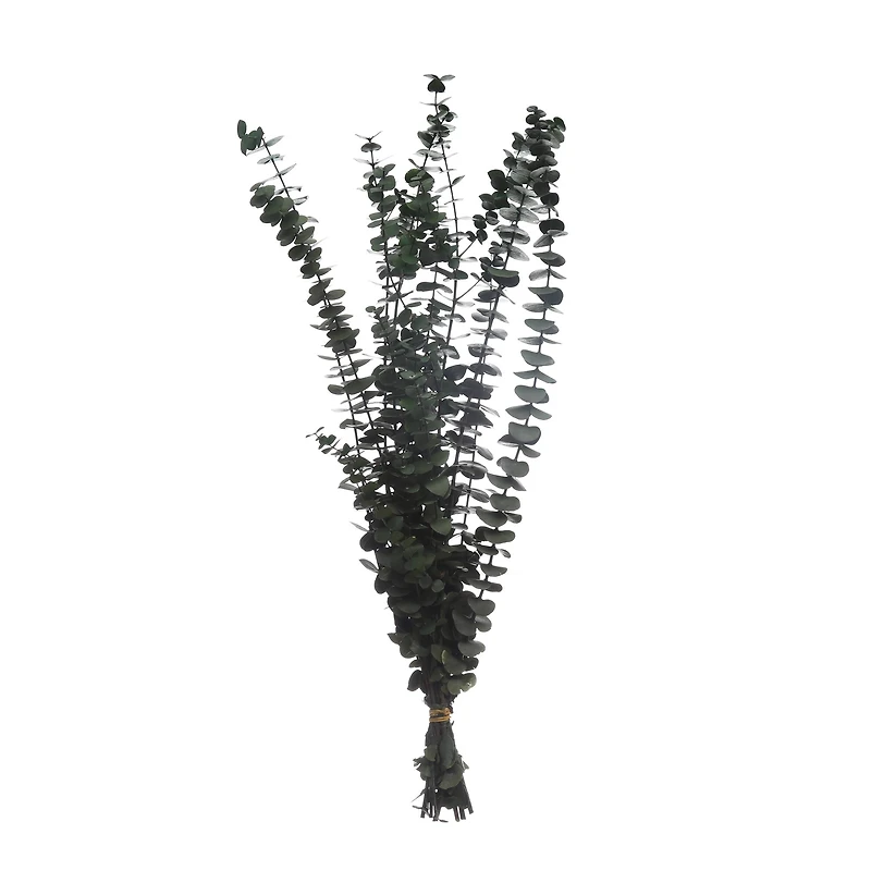 16 Pack: Dark Green Dried Eucalyptus Bundle by Ashland®