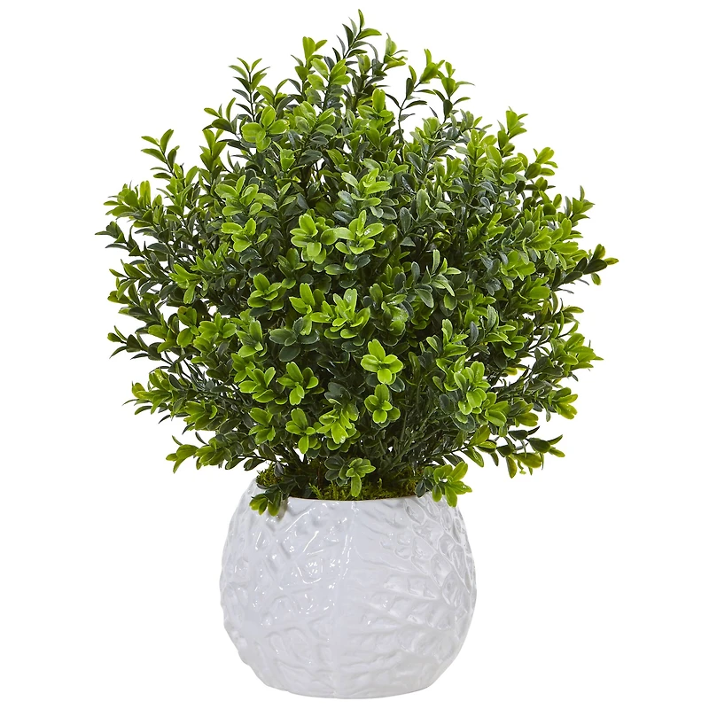 17" Boxwood in White Vase