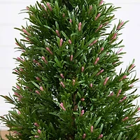 3ft. Potted UV Resistant Rosemary Cone Topiary Tree