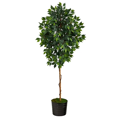 6ft. Ficus Tree in Black Tin Planter