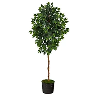 6ft. Ficus Tree in Black Tin Planter