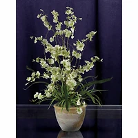 2ft. Dancing Lady Orchid Arrangement in Ceramic Vase