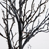 4ft. Orange & Purple LED Pre-Lit Halloween Deluxe Black Twig Artificial Fall Tree