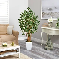5.5ft. Bushy Ficus Tree in White Metal Planter