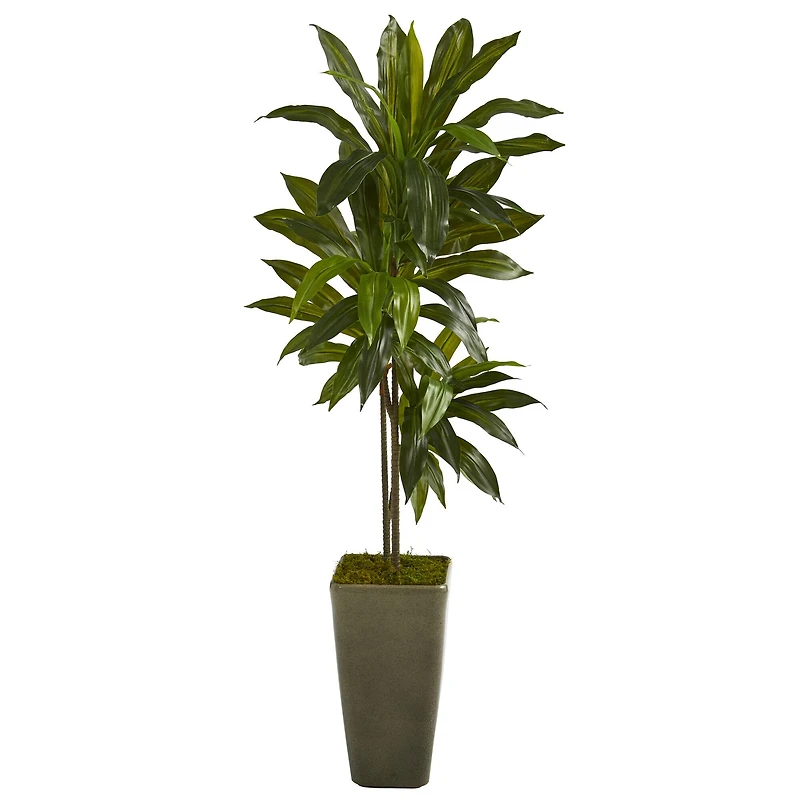 4.5ft. Dracaena Plant in Green Planter