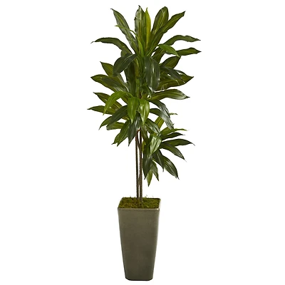 4.5ft. Dracaena Plant in Green Planter
