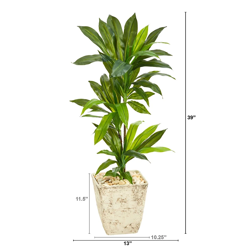 3ft. Dracaena Plant in Country White Planter