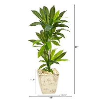 3ft. Dracaena Plant in Country White Planter