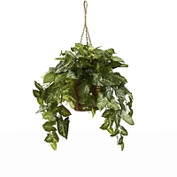 2ft. Arrowhead Plant Hanging Basket