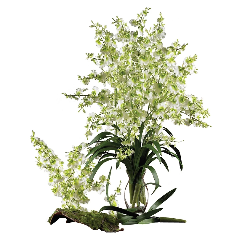 Dancing Lady Orchid Stem