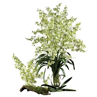 Dancing Lady Orchid Stem