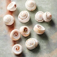 White Swirl Shell Beads, 16mm by Bead Landing™