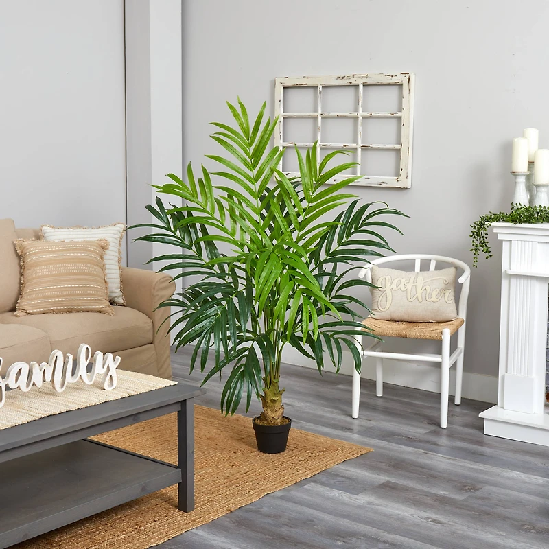 5ft. Potted Kentia Palm Tree