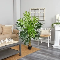 5ft. Potted Kentia Palm Tree